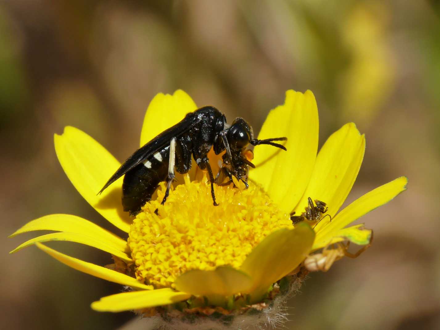 Cephaledo bifasciata preda Oedemera sp.